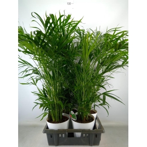 Chamaedorea cataractarum