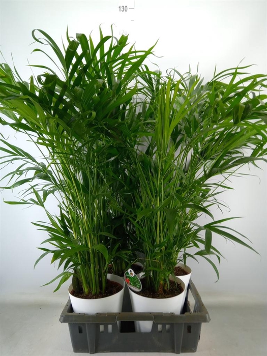 <h4>Chamaedorea cataractarum</h4>