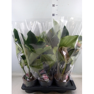 Medinilla magnifica