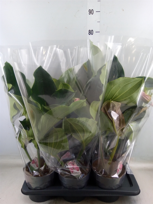 <h4>Medinilla magnifica</h4>