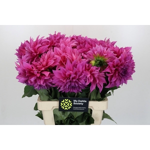 Dahlia Cafe Au Lait Rose