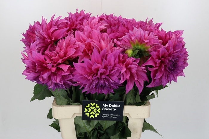 <h4>Dahlia Cafe Au Lait Rose</h4>