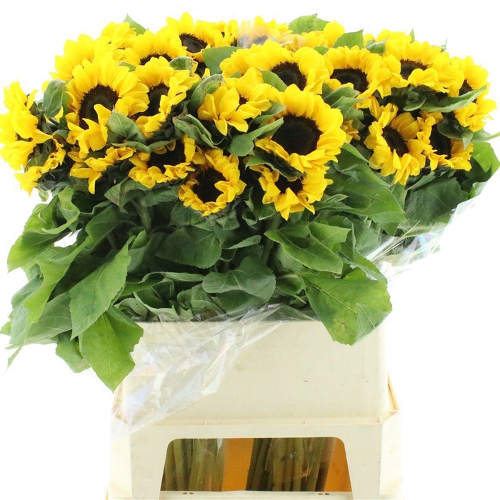 <h4>HELI VINCENTS CHOICE</h4>