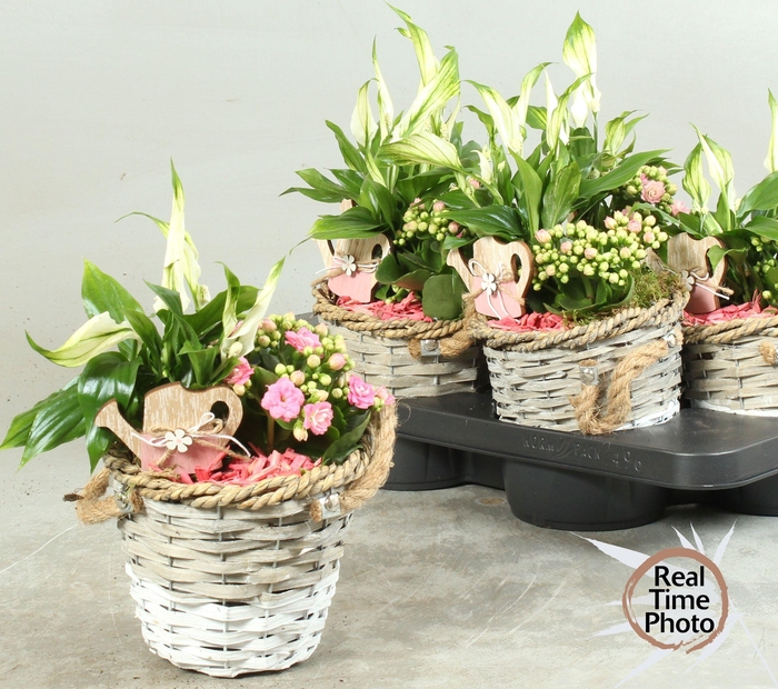 <h4>ARR KAMERPL</h4>