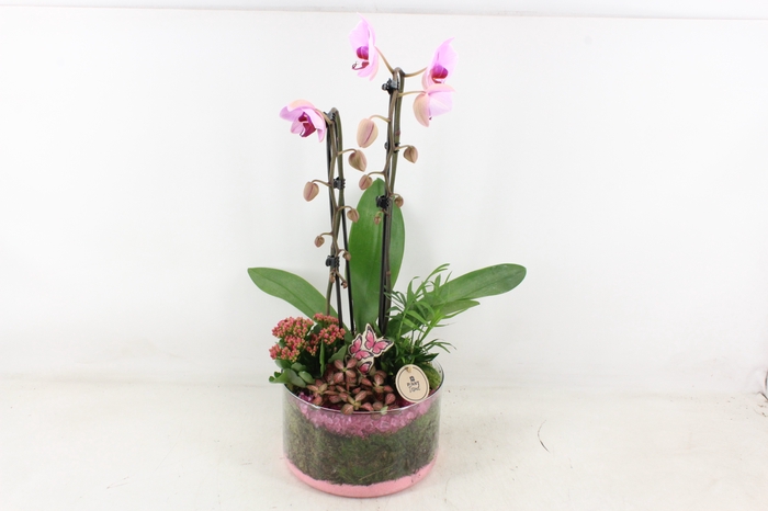 <h4>arr2 PL - Glas cilinder Phal - roze</h4>