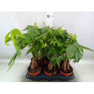 Pachira aquatica