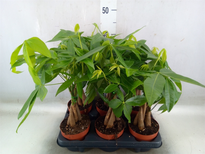 <h4>Pachira aquatica</h4>