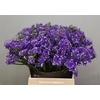 Limonium Crystal Dark Blue