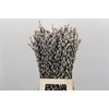 Salix Caprea Snow Flake Premium