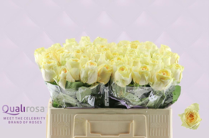 <h4>R Gr Buttercup</h4>