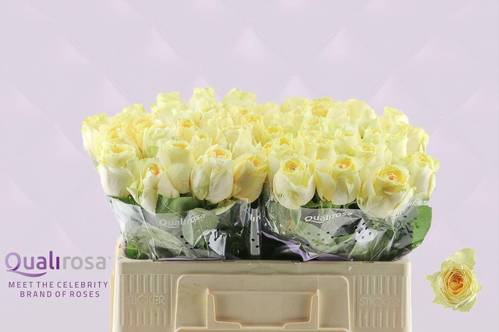 <h4>R Gr Buttercup</h4>