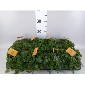 Sedum makinoi 'Tornado'