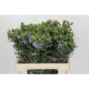 Oxypetalum Tweedia Blue