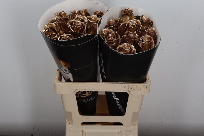 <h4>R Ov Wx Goud W23</h4>