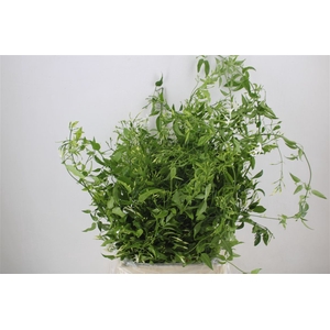 Jasmijn Ranken P Bunch