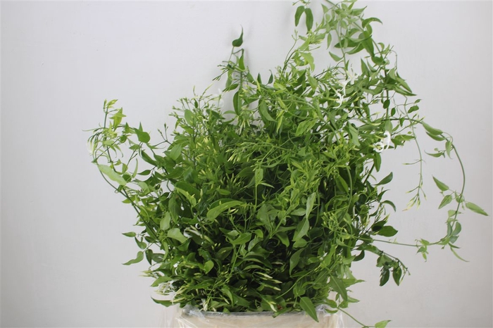 <h4>Jasmijn Ranken P Bunch</h4>
