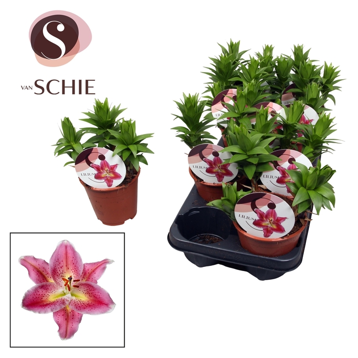 <h4>Lilium Oriental Watch Me Grow Reeleeze</h4>
