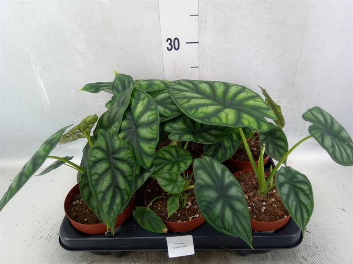 Alocasia  'Dragon Scale'