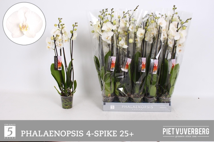 <h4>PHAL OV WIT</h4>