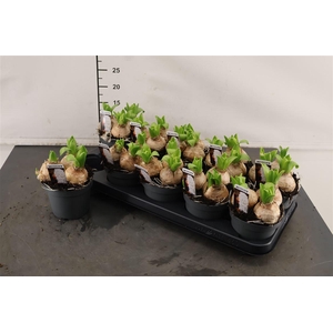 B Hyacint 12 Cm. P. White Pearl