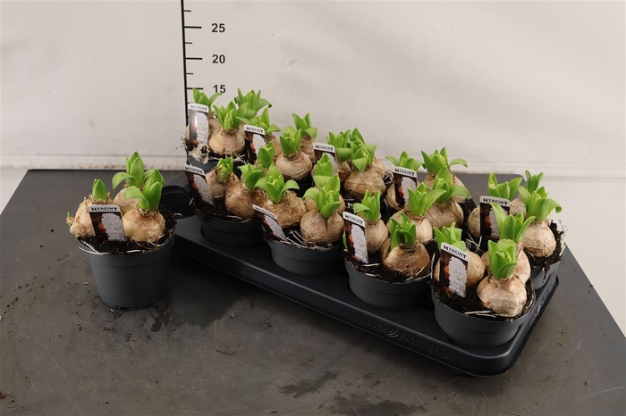 <h4>B Hyacint 12 Cm. P. White Pearl</h4>