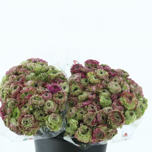 Ran Ponpon Malva Lila