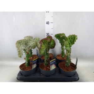 Euphorbia lactea 'Cristata'