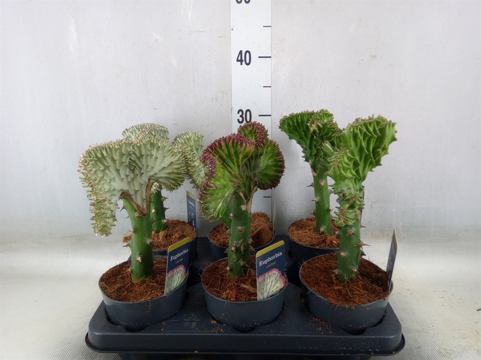<h4>Euphorbia lactea 'Cristata'</h4>