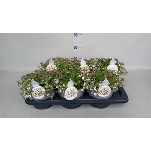 Gypsophila cerastioides