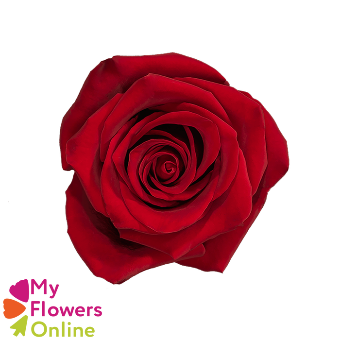 <h4>R Gr Explorer Red 60cm EC</h4>