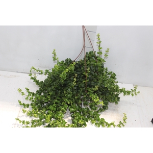 AESCHYNANTHUS RASTA C21