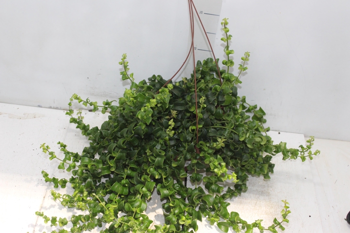 <h4>AESCHYNANTHUS RASTA C21</h4>