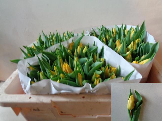 <h4>TU EN STRONG GOLD</h4>