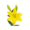 LIRIO LA KINGSVILLE 070 CM HT 3/4 FLS AMARELO