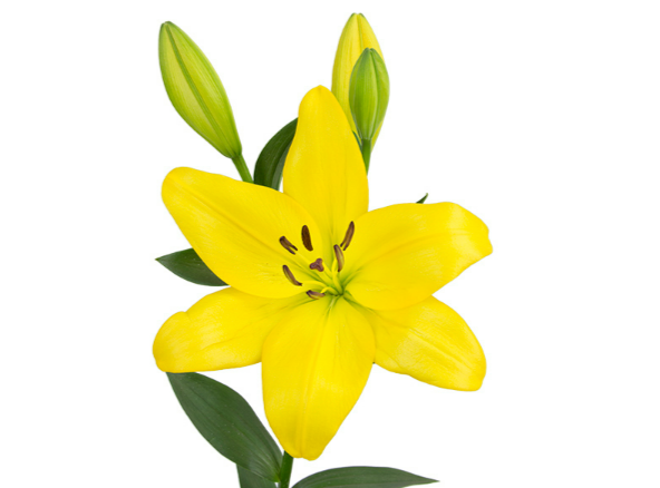 LIRIO LA KINGSVILLE 070 CM HT 3/4 FLS AMARELO