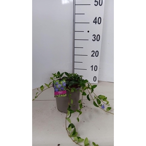 Vinca minor