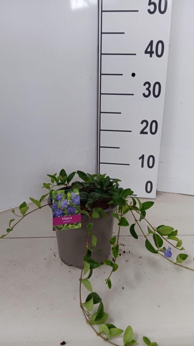 <h4>Vinca minor</h4>