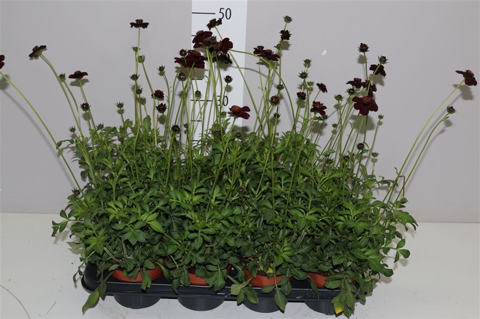 <h4>Cosmos Atrosanguineus Choclat</h4>