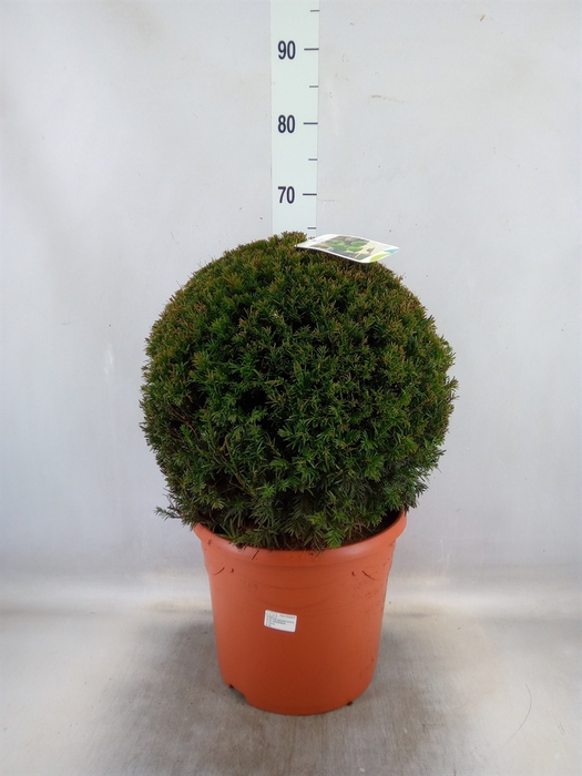 <h4>Taxus media 'Groenland'</h4>