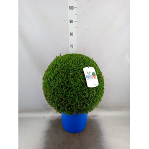 Buxus semp.   ...