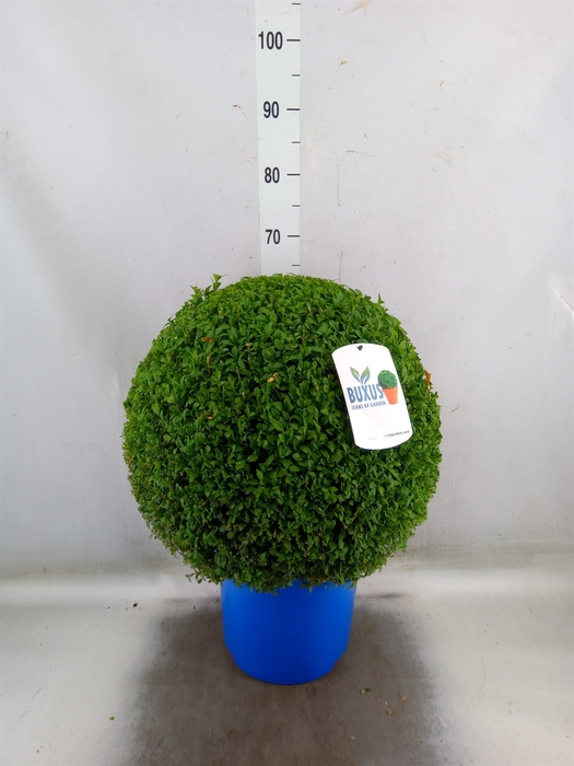 <h4>Buxus semp.   ...</h4>