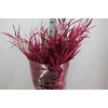 Grevillea Klb Cerise 200 Gram