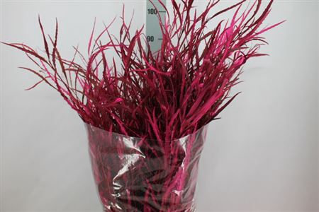 Grevillea Klb Cerise 200 Gram