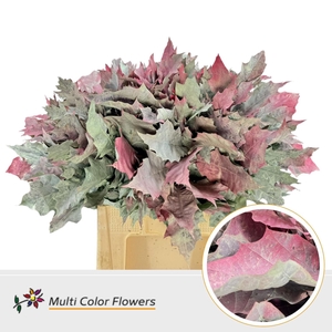 QUERCUS RUBRA DYED 'WATERMELON'