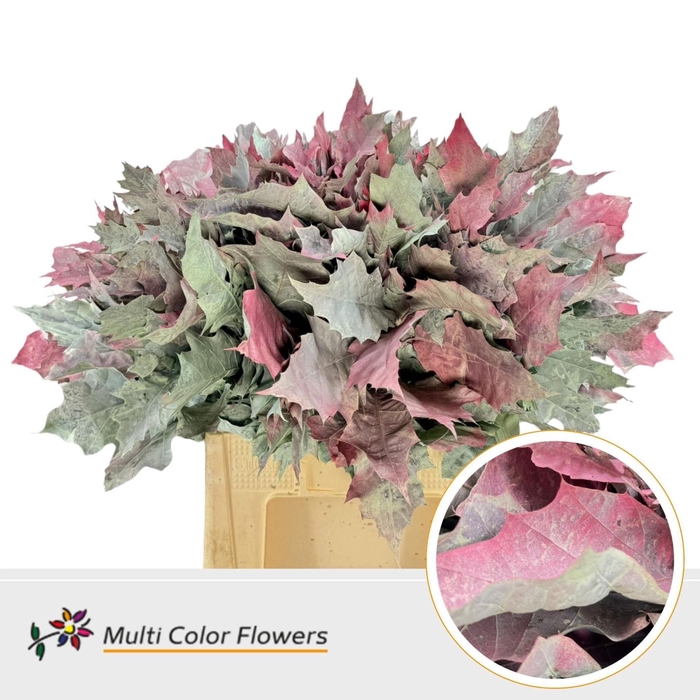 <h4>QUERCUS RUBRA DYED 'WATERMELON'</h4>