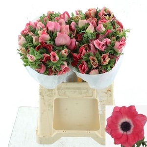 ANEM CO MIS + PINKIE