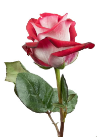 R Gr Bluez+ Bicolor 60cm EC