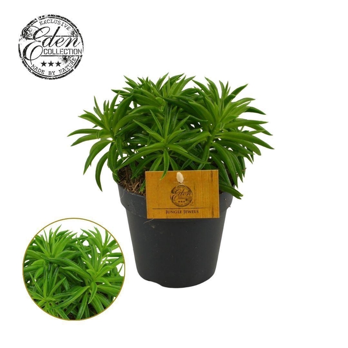 <h4>Peperomia ferreyrae Nevada 12cm</h4>