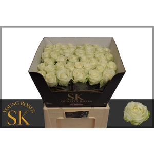 R GR AVALANCHE+ SK YOUNG