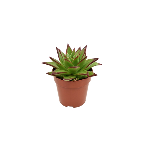 <h4>Echeveria Ebony</h4>